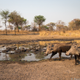 A pair of warthogs. Credit: Will Burrard-Lucas/WWF-US.